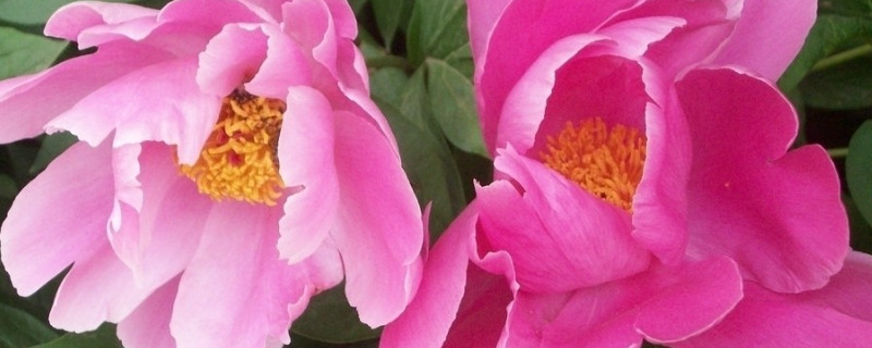 芍藥花什么時(shí)候發(fā)芽