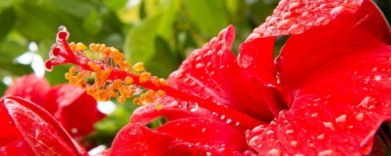 芙蓉花換盆后葉子為什么會(huì)蔫