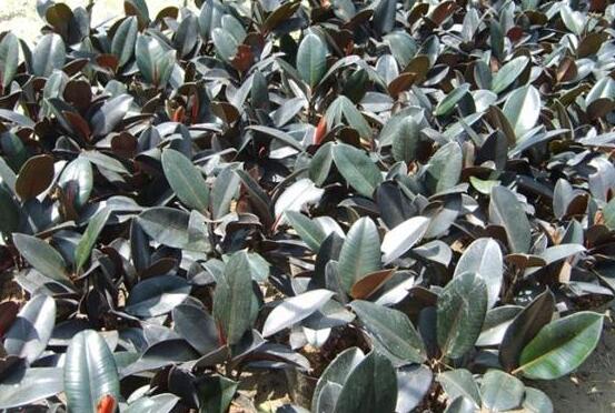 橡皮樹長黑斑怎么辦，兩種原因以及解決辦法