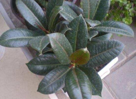 橡皮樹的扦插方法，做好四大步驟成活率百分百