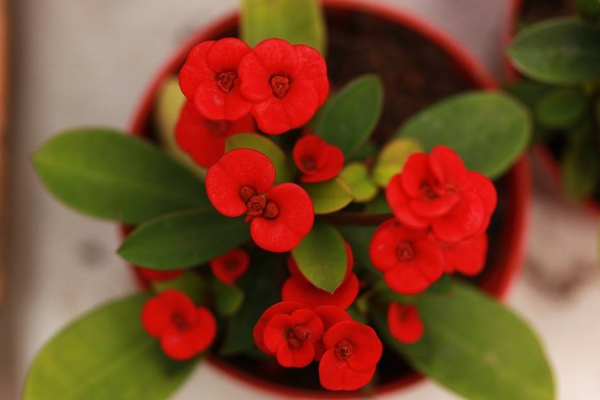 虎刺梅怎么養(yǎng)怎么配土，使用疏松肥沃、通透性較強(qiáng)的土壤