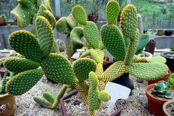 仙人掌花語象征與寓意，象征著堅強(qiáng)、剛毅的愛情