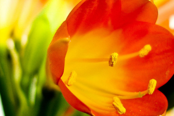 君子蘭春節(jié)能開(kāi)花嗎