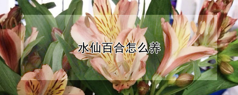 水仙百合怎么養(yǎng)