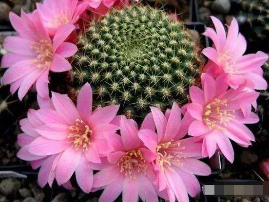 仙人掌的不同品種有哪些，欣賞最好看的六大品種