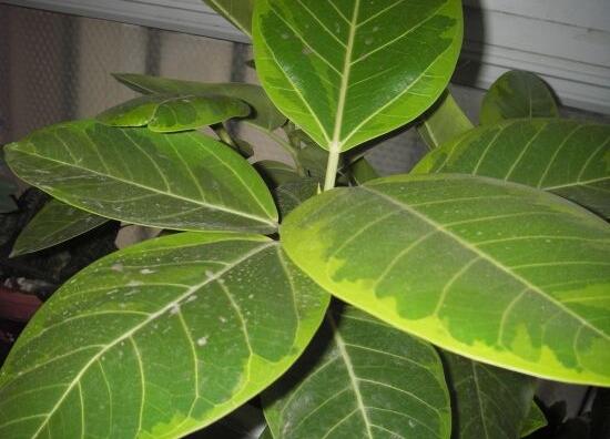 橡皮樹葉子發(fā)黃怎么辦，八個辦法變得郁郁蔥蔥