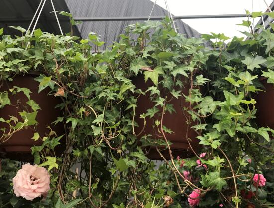 常春藤有什么風(fēng)水作用，常春藤的功效與作用