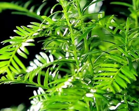 東北紅豆杉與南方紅豆杉有什么區(qū)別，介紹最簡單的三種區(qū)別方法