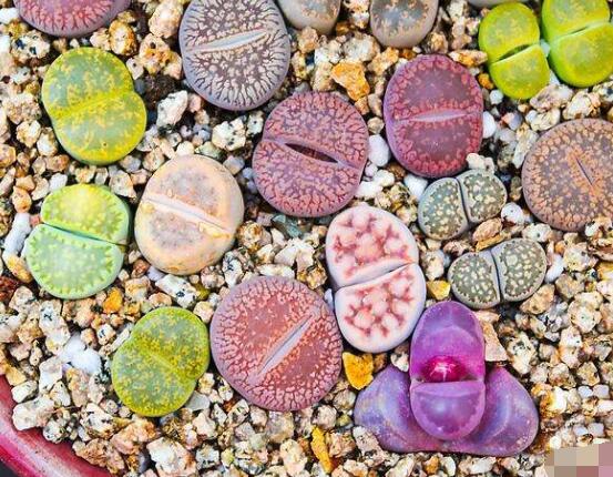 生石花怎么分株繁殖，教你一學(xué)就會(huì)五個(gè)基本步驟