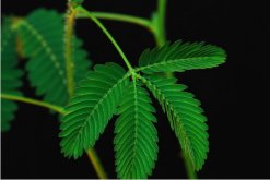 含羞草什么時候澆水，在溫度適宜的時候澆水