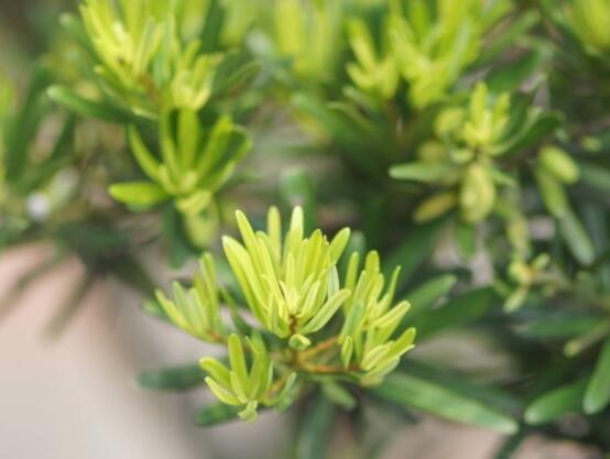 為什么羅漢松慢慢枯萎，做好澆水/保持溫度光照