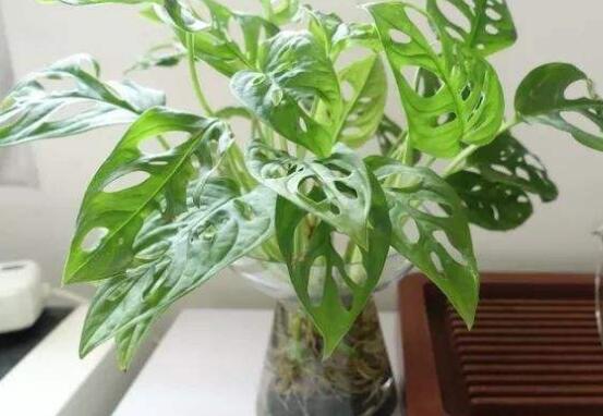 龜背竹水培方法和注意事項(xiàng)，教你超簡(jiǎn)單三點(diǎn)步驟/勤換水