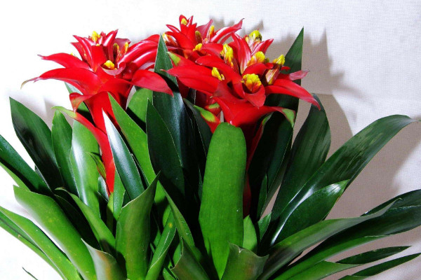 鴻運當(dāng)頭用什么土養(yǎng)殖