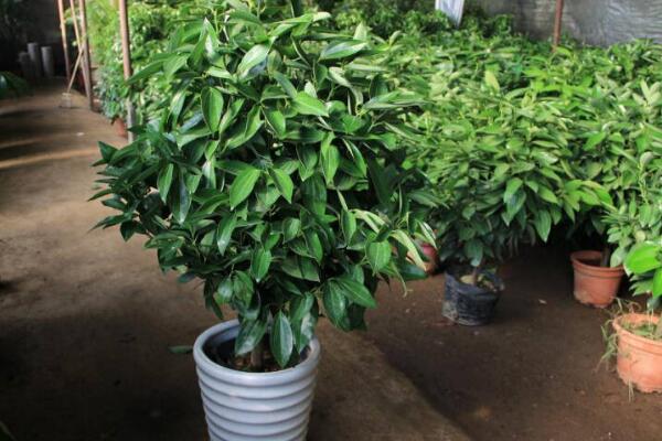 平安樹的繁殖方法，詳解播種和扦插兩種繁殖方法