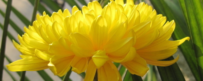 康乃馨長(zhǎng)得很細(xì)怎么辦