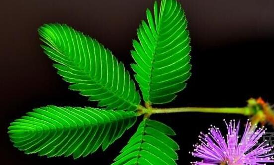 常碰含羞草有毒嗎，導(dǎo)致頭發(fā)眉毛發(fā)黃脫落(最好避免)