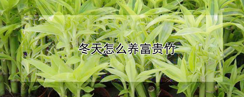 冬天怎么養(yǎng)富貴竹