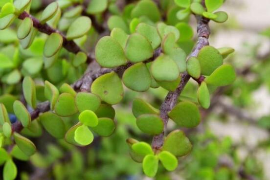 燕子掌葉子變軟怎么辦，教你最常見(jiàn)兩種解決辦法(光照與施肥)