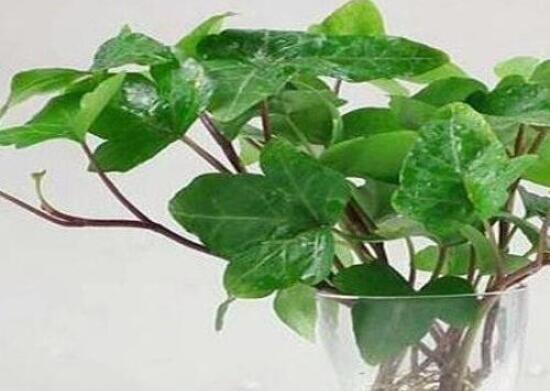 常春藤水培怎么生根快，教你六大方法快速生根