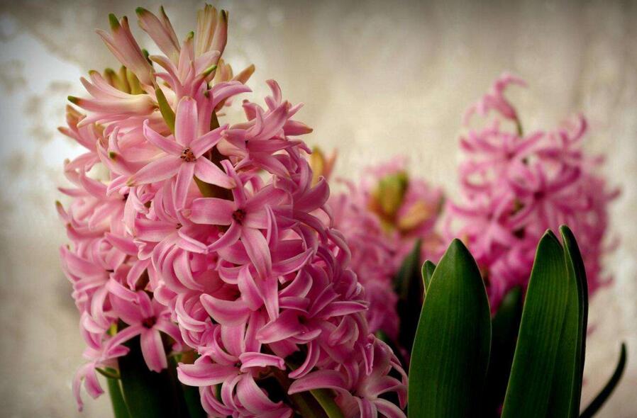 風(fēng)信子的傳說，古希臘神話中的爛漫之花