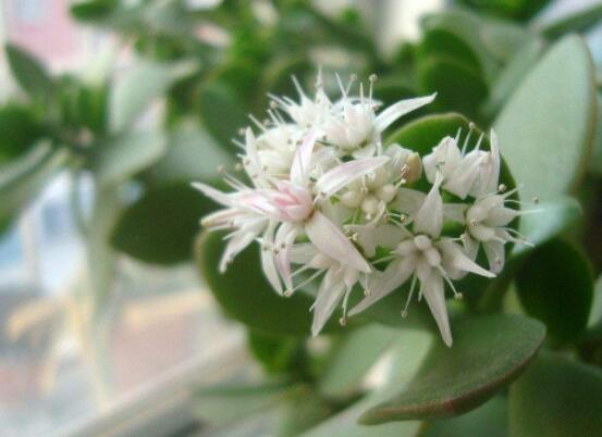 玉樹可以放在室內(nèi)嗎，小心碰觸導(dǎo)致瘙癢、腫痛(有毒)