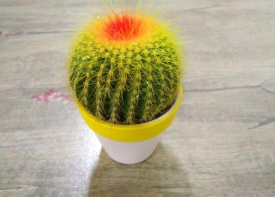 仙人球的擺放風(fēng)水，陽臺、玄關(guān)、書房為風(fēng)水最好