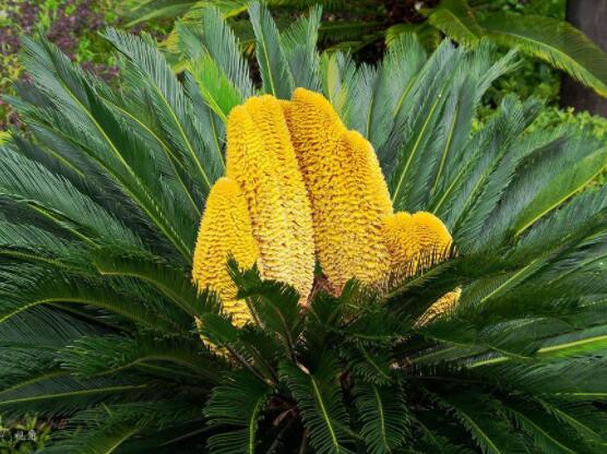 鐵樹(shù)開(kāi)花好不好，象征著幸福、吉祥、富貴