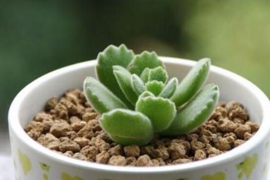 熊童子葉斑病怎么辦，及時摘除病葉、噴灑藥物治療