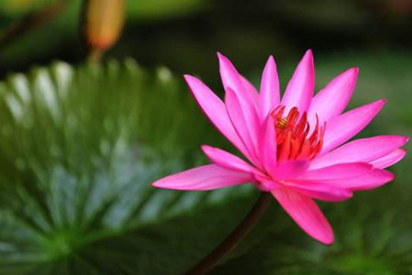 睡蓮種子怎么發(fā)芽