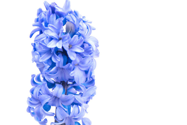 風(fēng)信子的養(yǎng)殖方法與注意事項