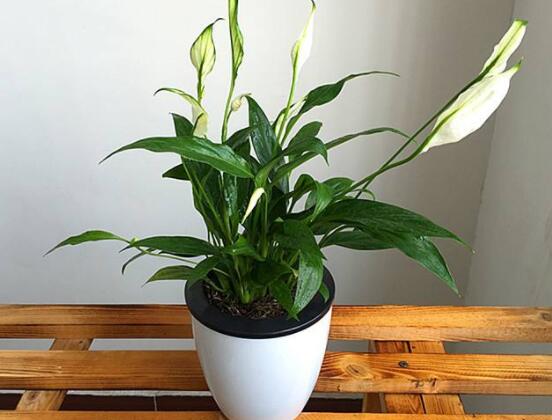 一帆風(fēng)順花蔫了怎么辦，教你四種解決辦法(花大色艷)