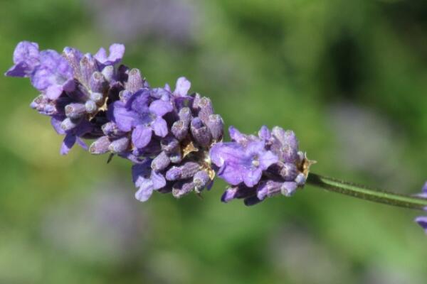 薰衣草適合送什么人，送給朋友、戀人