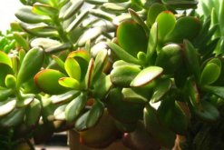 玉樹與燕子掌的區(qū)別，最直觀區(qū)別方法（紅邊的是燕子掌）