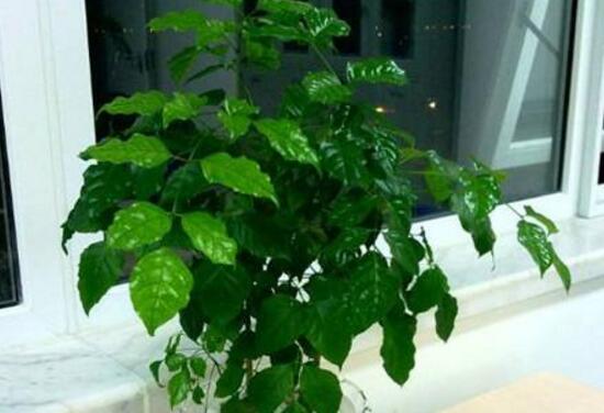 幸福樹怎么繁殖，教你三種繁殖方法(播種/壓條/扦插)