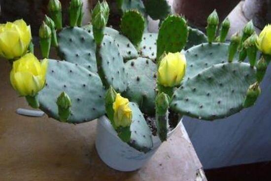 仙人掌幾年開花一次，短則3-5年開花/長則十幾年
