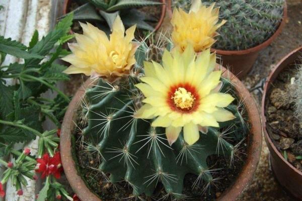 仙人球開(kāi)花時(shí)間，全年都能開(kāi)花但需要細(xì)心的養(yǎng)護(hù)