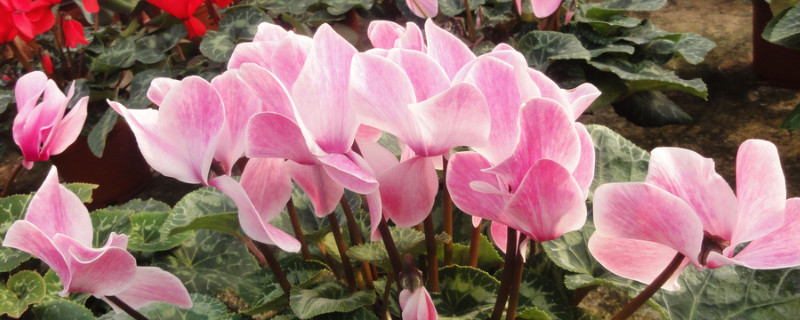 仙客來(lái)葉子卷是咋回事