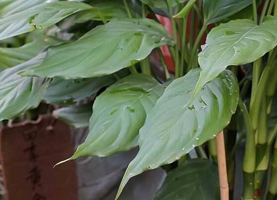 萬(wàn)年青的作用，凈化空氣、利尿、解毒