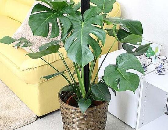 龜背竹好養(yǎng)嗎，老農(nóng)總結(jié)最好養(yǎng)的六點(diǎn)基本方法