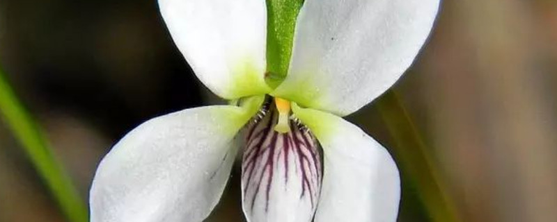 白色紫羅蘭可以放在室內(nèi)嗎