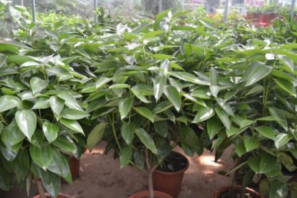 平安樹(shù)怎么換盆，刨土取/干澆水移植/給足營(yíng)養(yǎng)三步搞定