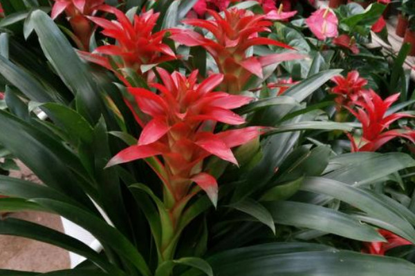 鴻運(yùn)當(dāng)頭怕凍嗎