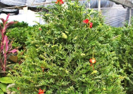 紅豆杉葉子干枯怎么辦，教你最有效三種解決方法