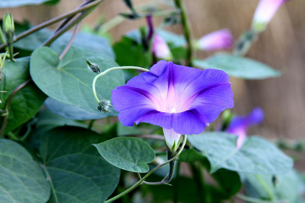 牽牛花怎么防止徒長(zhǎng)與腐爛