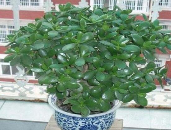 植物燕子掌有毒嗎，無(wú)毒與有毒需待進(jìn)一步科學(xué)考證(證據(jù)不足)