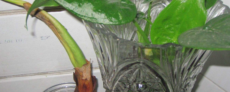 滴水觀音主干長(zhǎng)歪了怎么辦