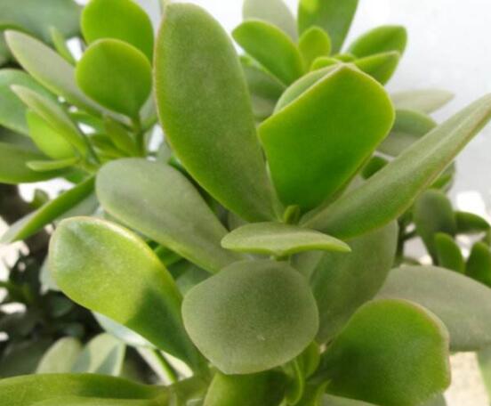 燕子掌掉葉子怎么辦，老農(nóng)教你三種最直觀解決方法