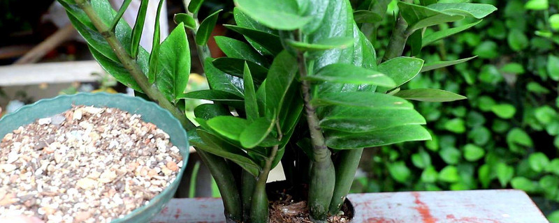 金錢樹(shù)水培轉(zhuǎn)土怎么弄