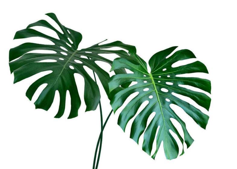 盆栽龜背竹的養(yǎng)殖方法，生長(zhǎng)所需的4個(gè)方面要點(diǎn)