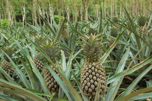 鴻運當(dāng)頭和鳳梨的區(qū)別